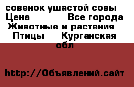 совенок ушастой совы › Цена ­ 5 000 - Все города Животные и растения » Птицы   . Курганская обл.